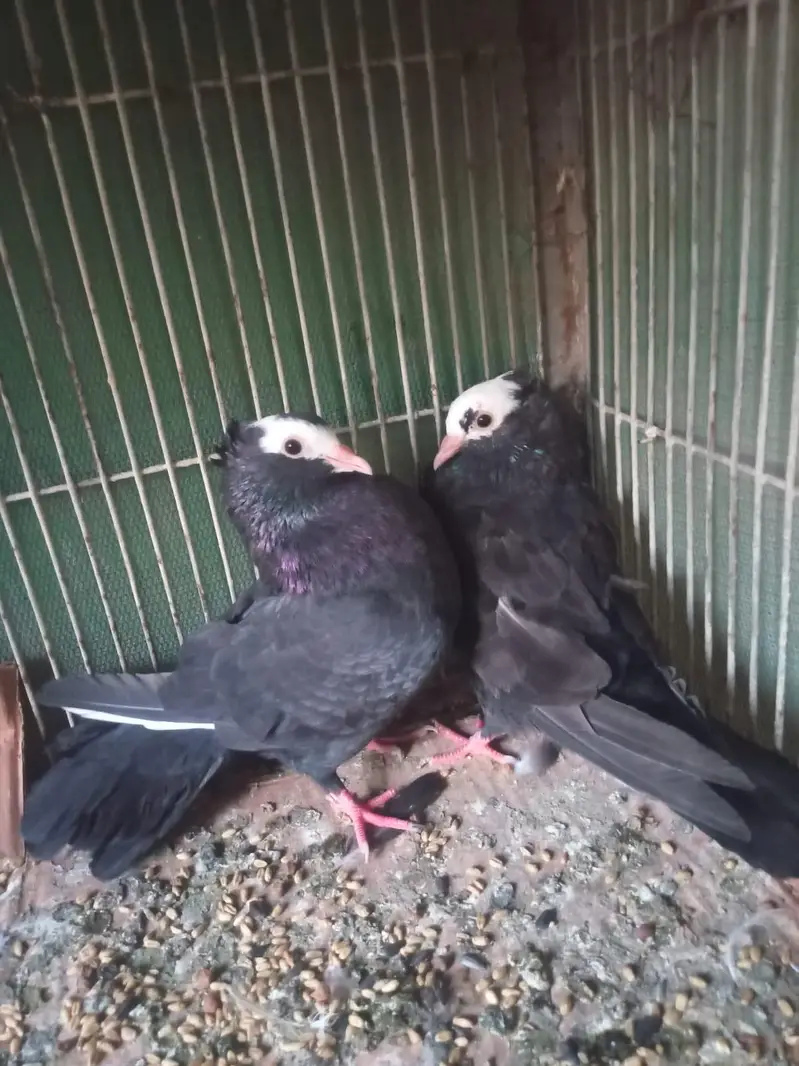 jerman mukhi — photo 2