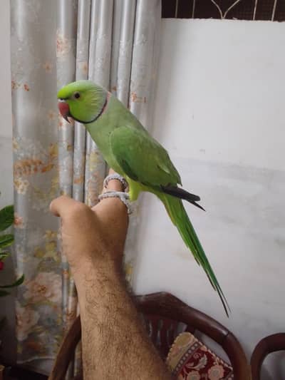 Ringneck parrot full handtame talkative
