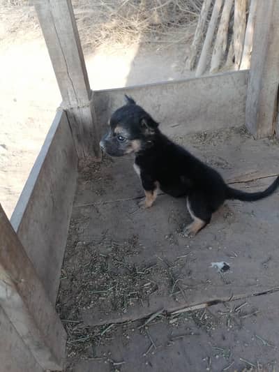German shepherd female