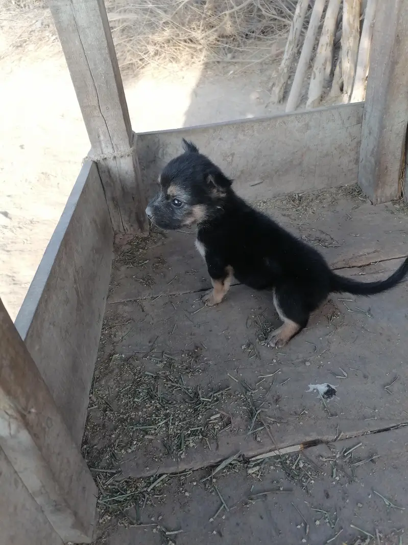 German shepherd female