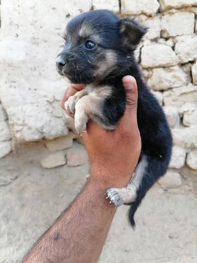 German shepherd female