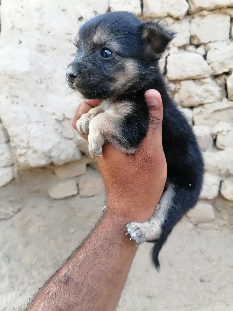 German shepherd female — photo 2