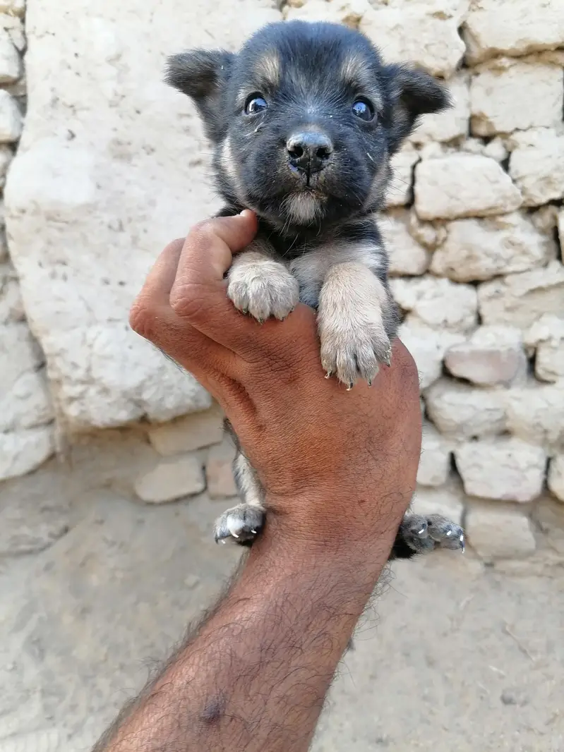 German shepherd female — photo 3