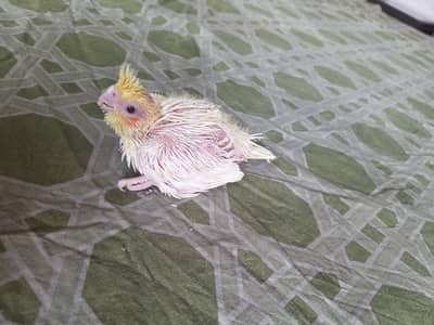 cocktail sfor sale num 03008408524