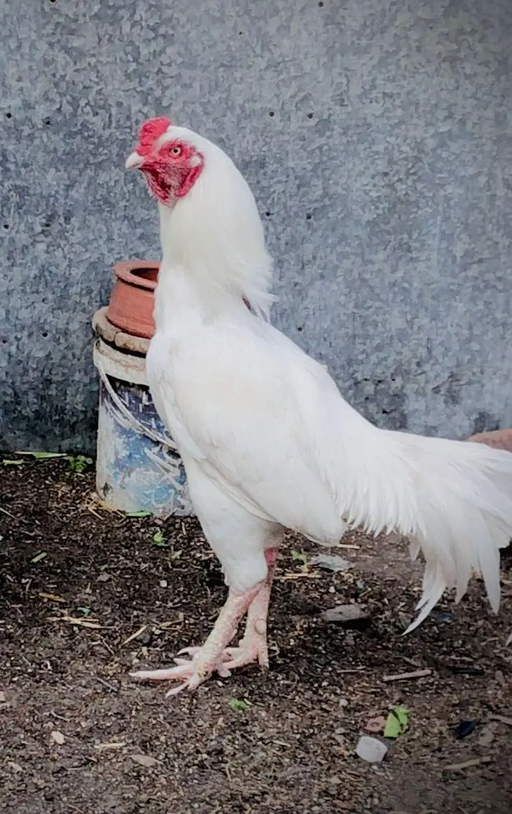pure mianwali heera aseel male murgha — photo 2
