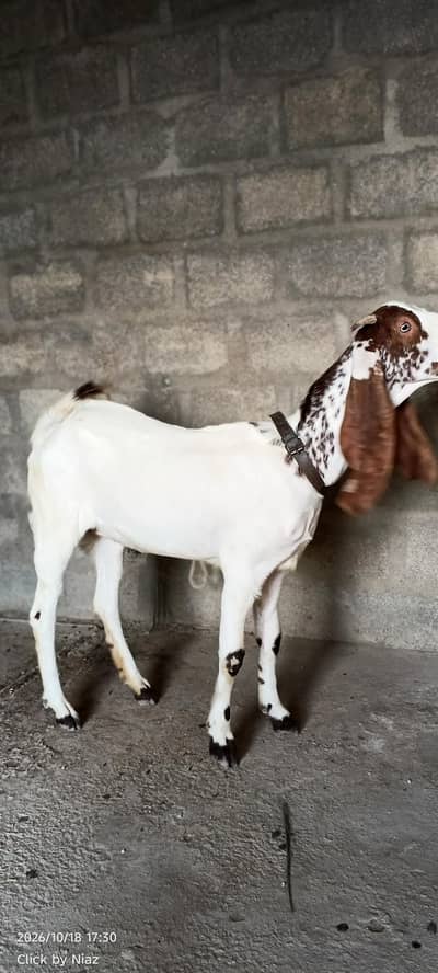 Punjab Nasal Bakri Sale | Lambe Kaan | 2 Daant
