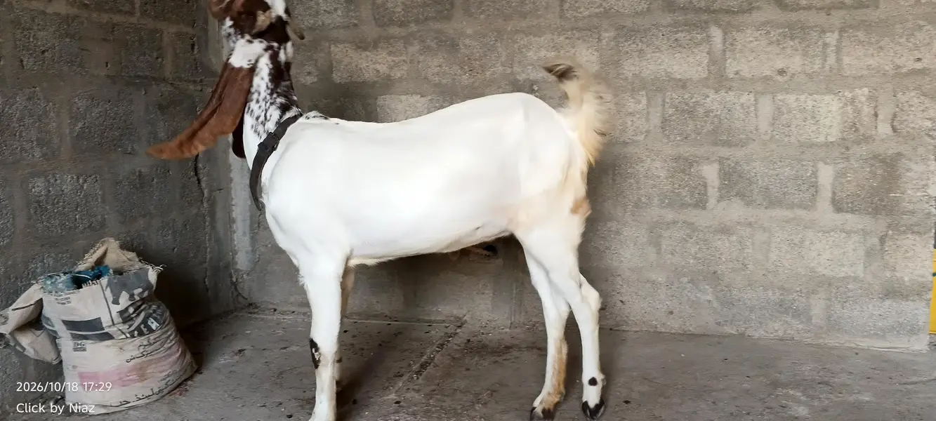 Punjab Nasal Bakri Sale | Lambe Kaan | 2 Daant — photo 2