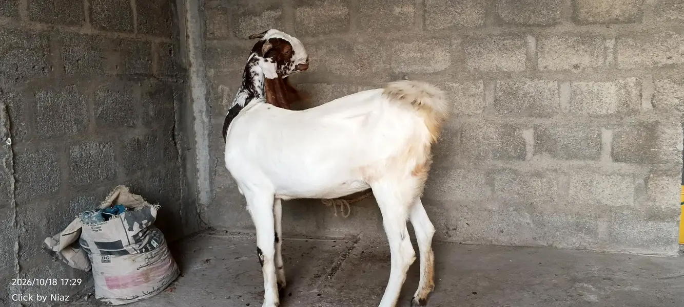 Punjab Nasal Bakri Sale | Lambe Kaan | 2 Daant — photo 3