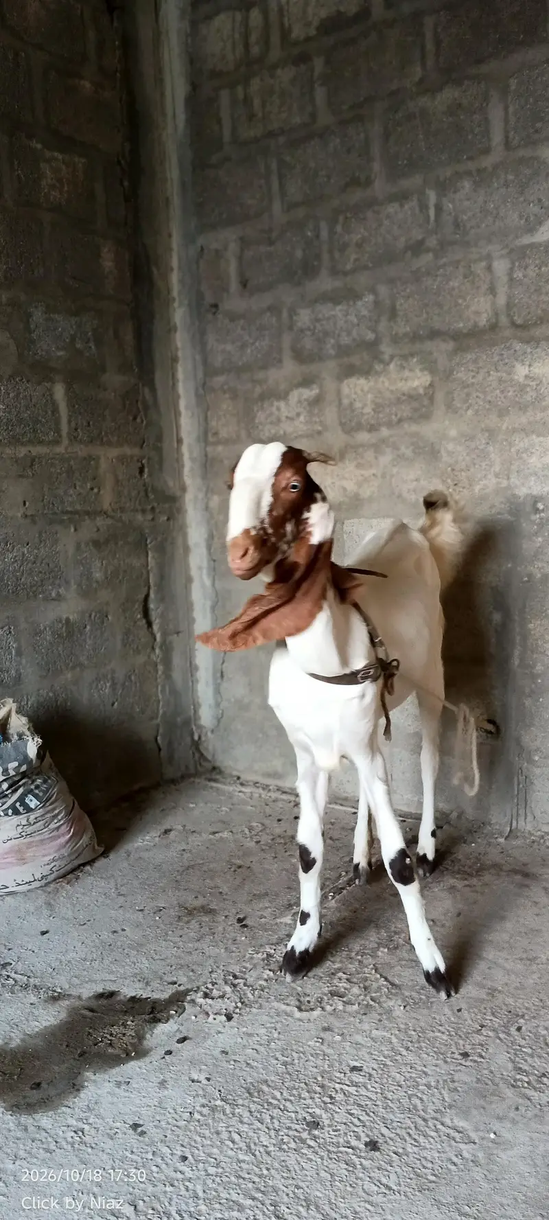 Punjab Nasal Bakri Sale | Lambe Kaan | 2 Daant — photo 4