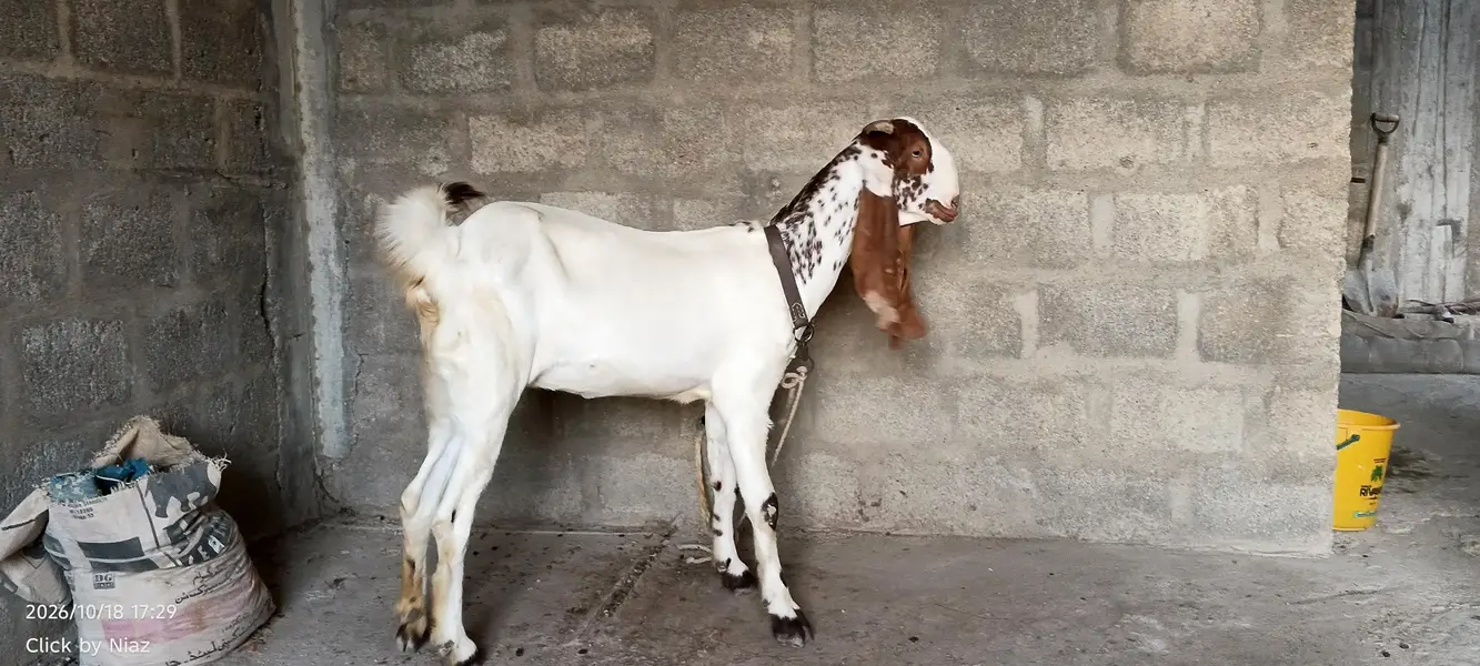 Punjab Nasal Bakri Sale | Lambe Kaan | 2 Daant — photo 5