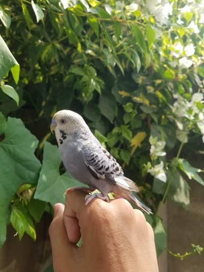parrots for sale 03008408524