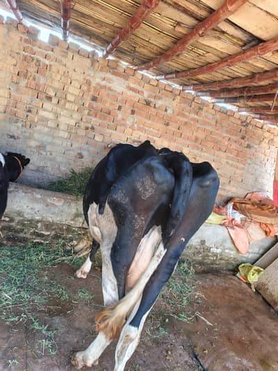 cow for sell