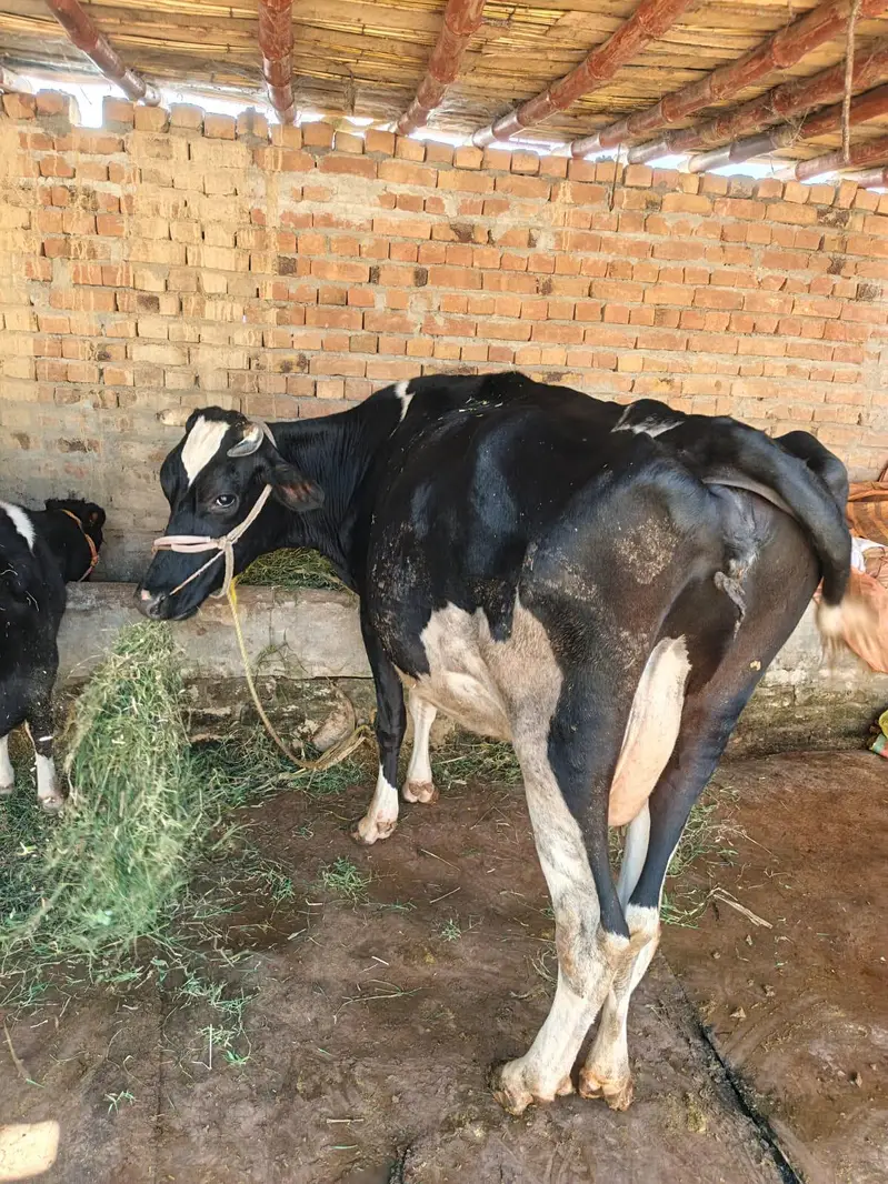 cow for sell — photo 2
