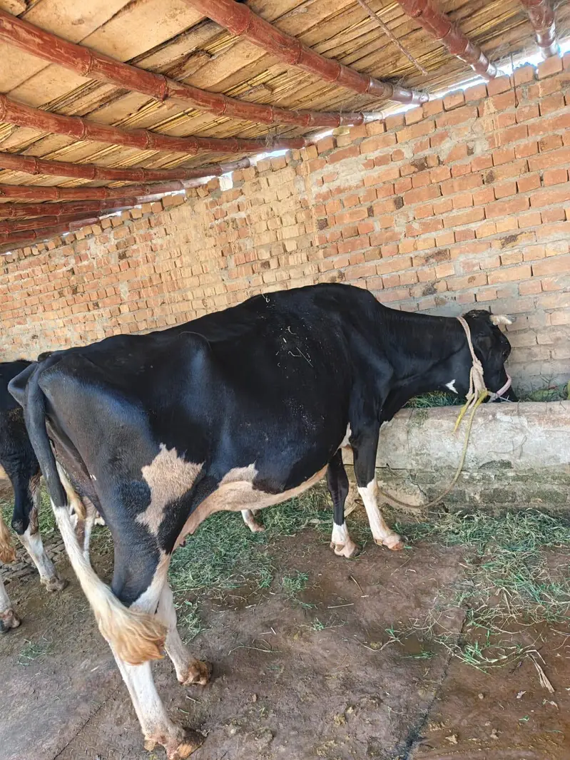cow for sell — photo 3