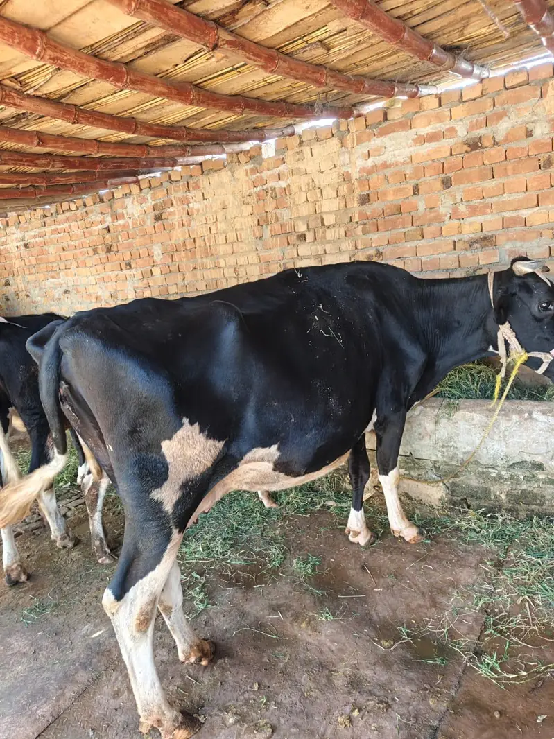 cow for sell — photo 4
