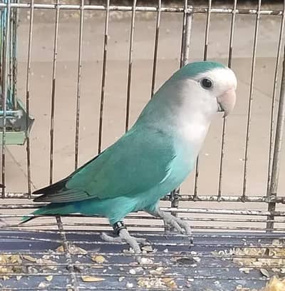 Kashmiri Raw parrot / breeder pair