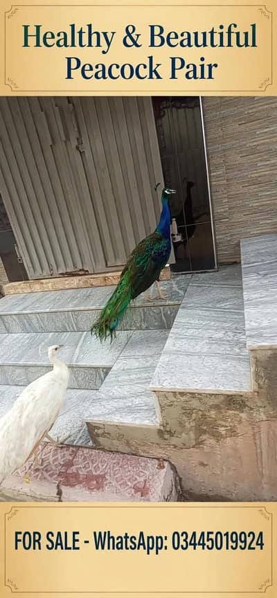 Peacock pair for Urgent sale