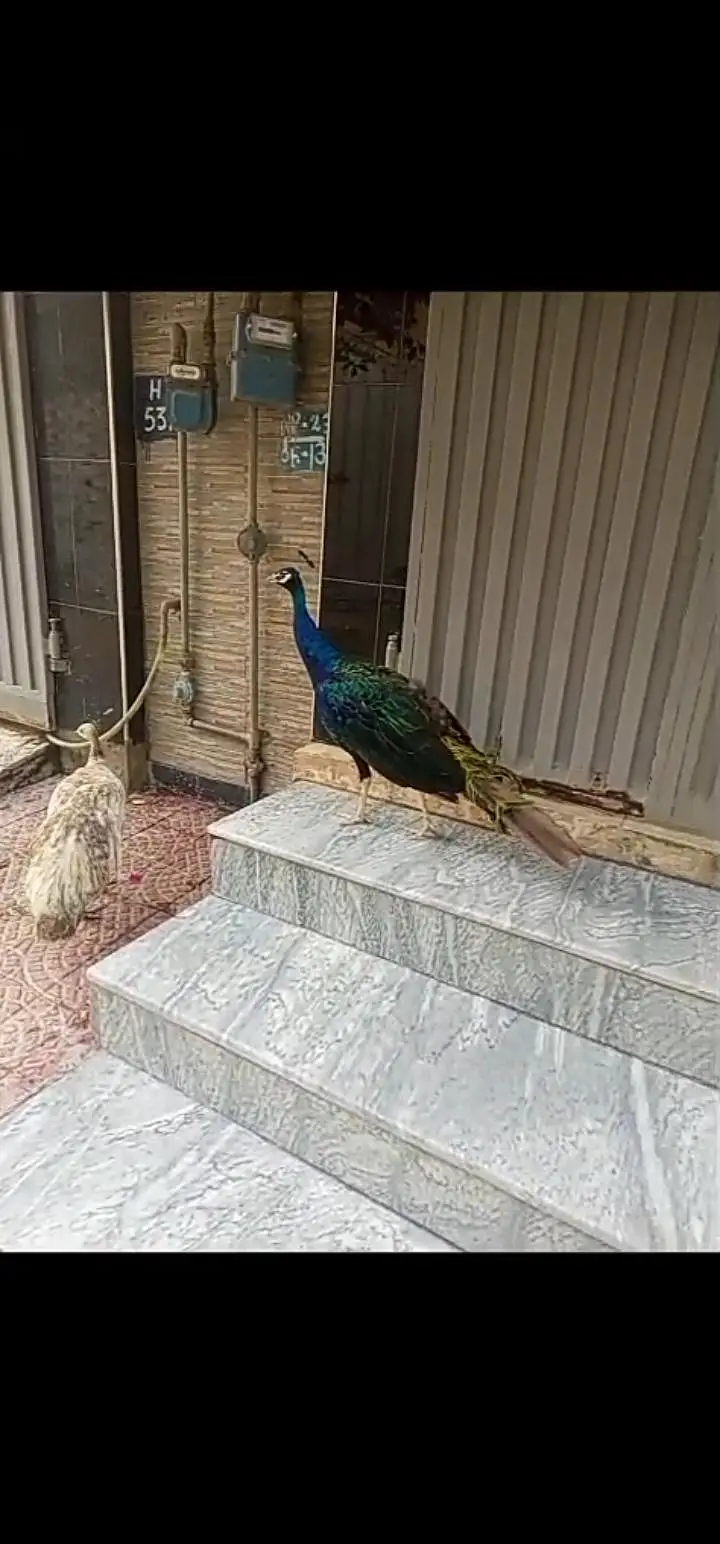 Peacock pair for Urgent sale — photo 2