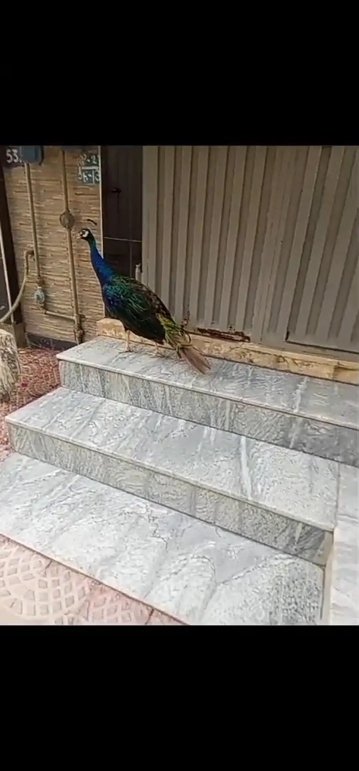 Peacock pair for Urgent sale — photo 3