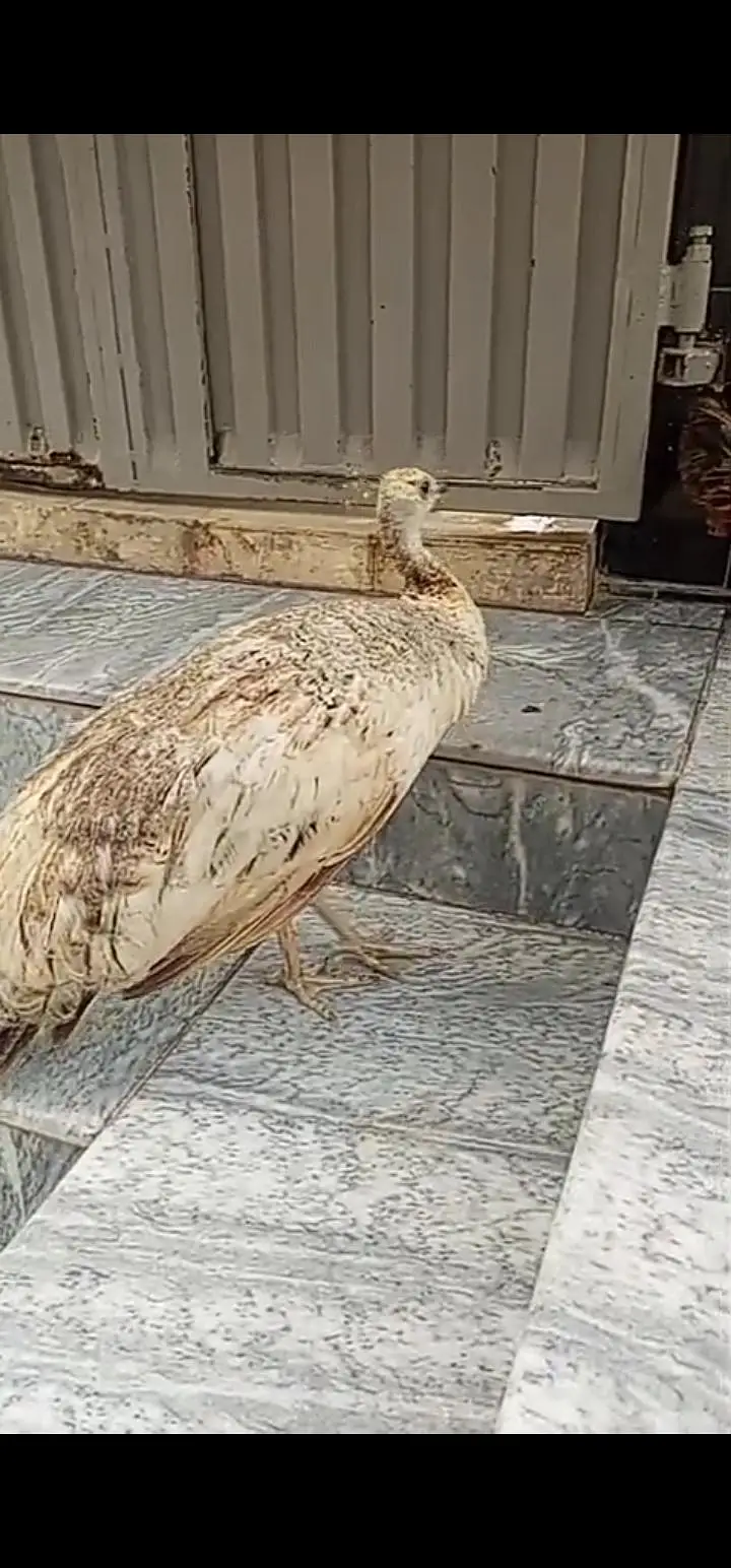 Peacock pair for Urgent sale — photo 4