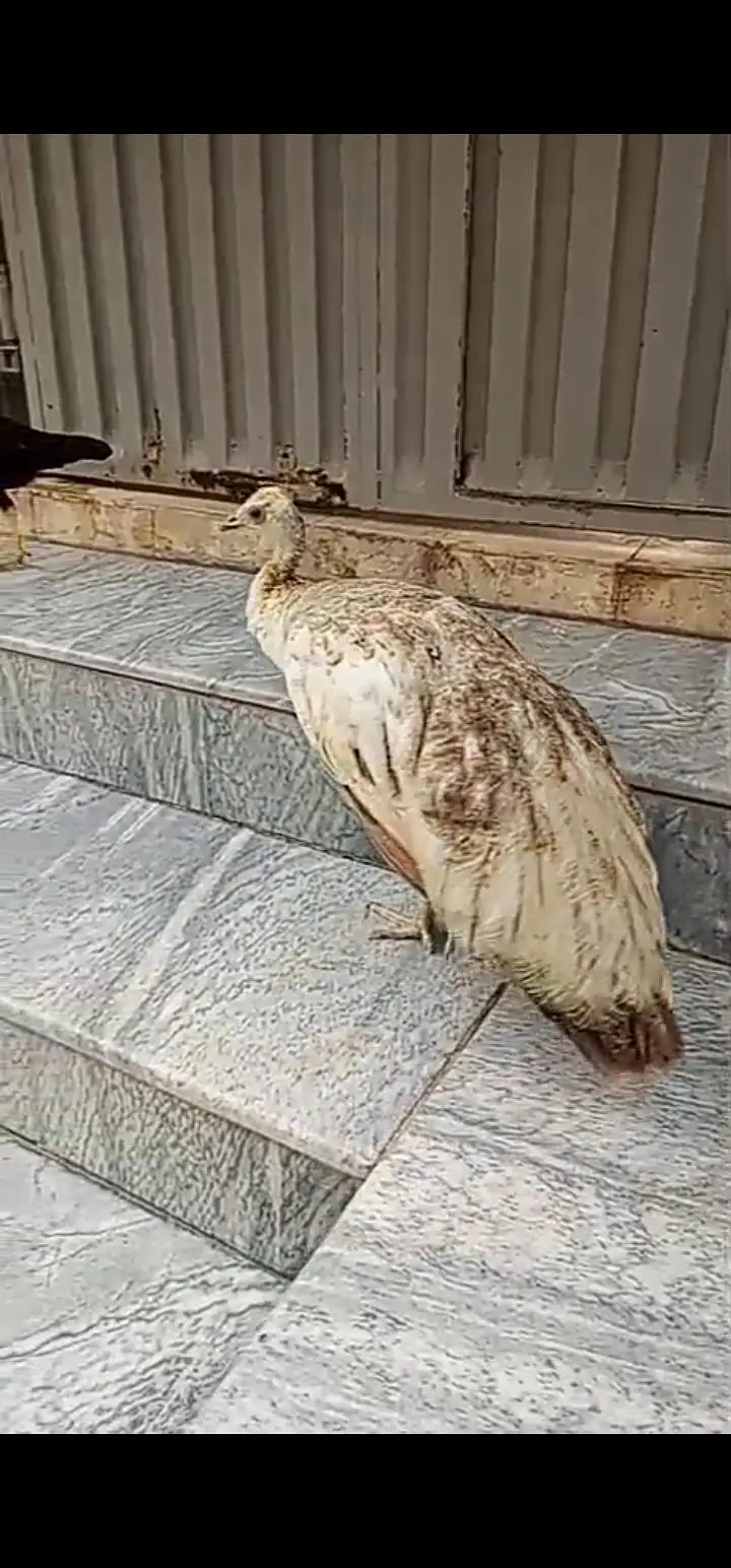 Peacock pair for Urgent sale — photo 5
