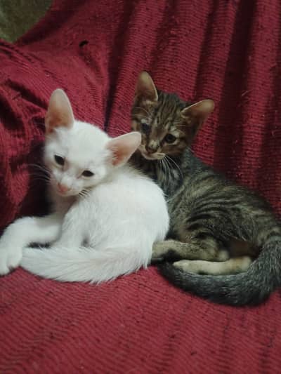 Kitten Available in Rawalpindi
