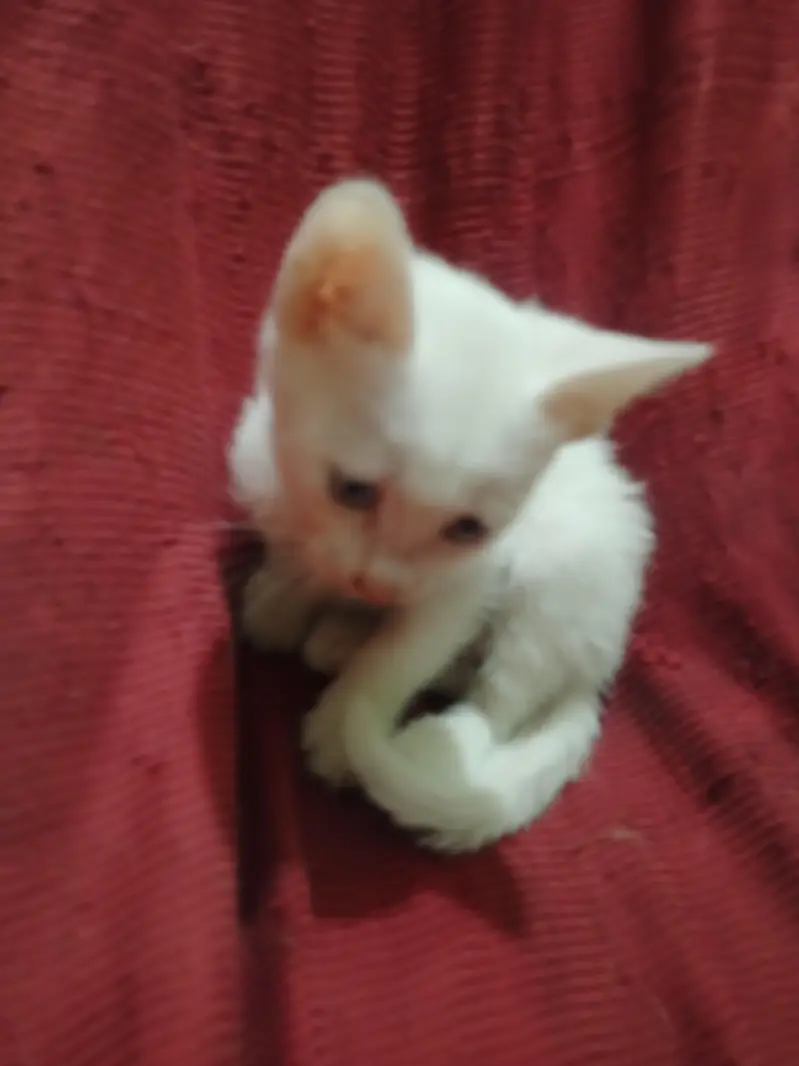 Kitten Available in Rawalpindi — photo 2