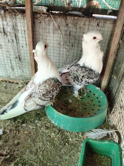 Sentient Pigeon And Cage For Sale