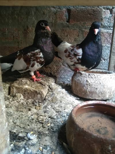 khal pigeons