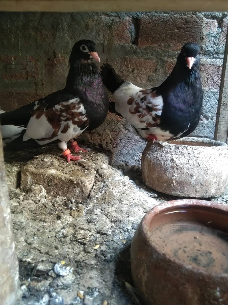 khal pigeons 0