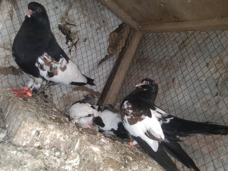 khal pigeons 1