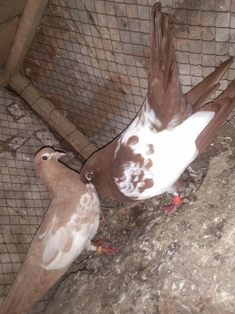 khal pigeons 2
