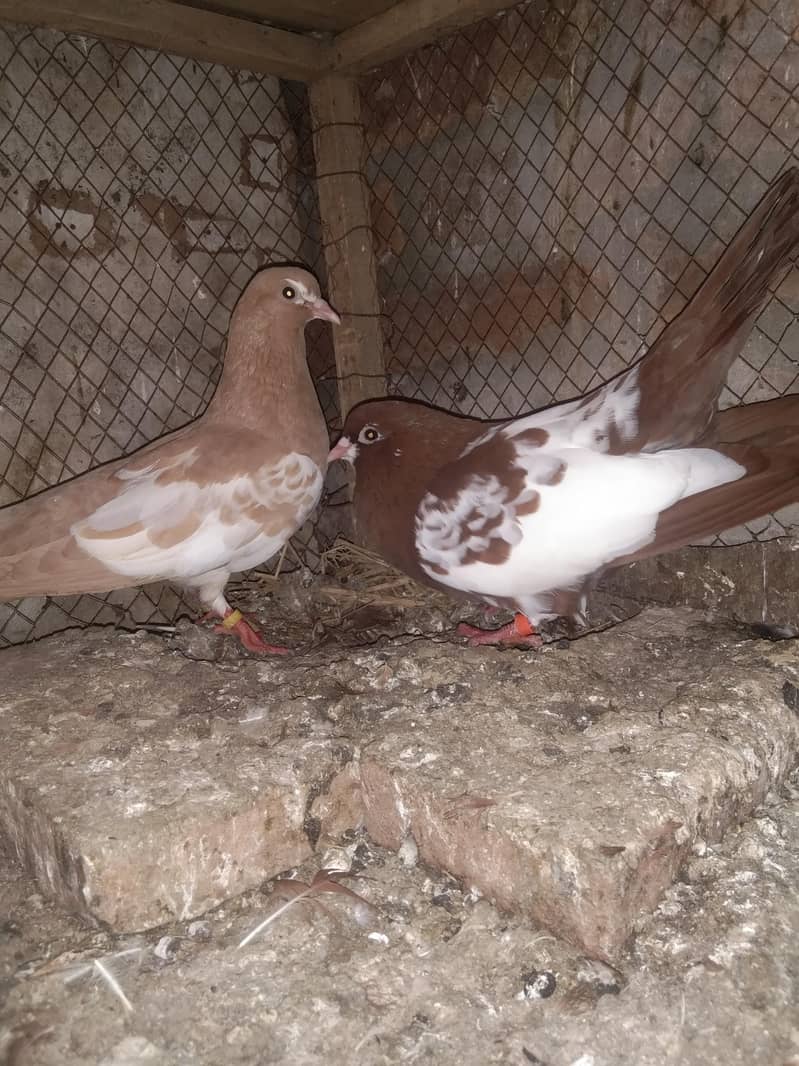 khal pigeons 3