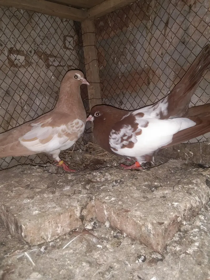 khal pigeons — photo 4