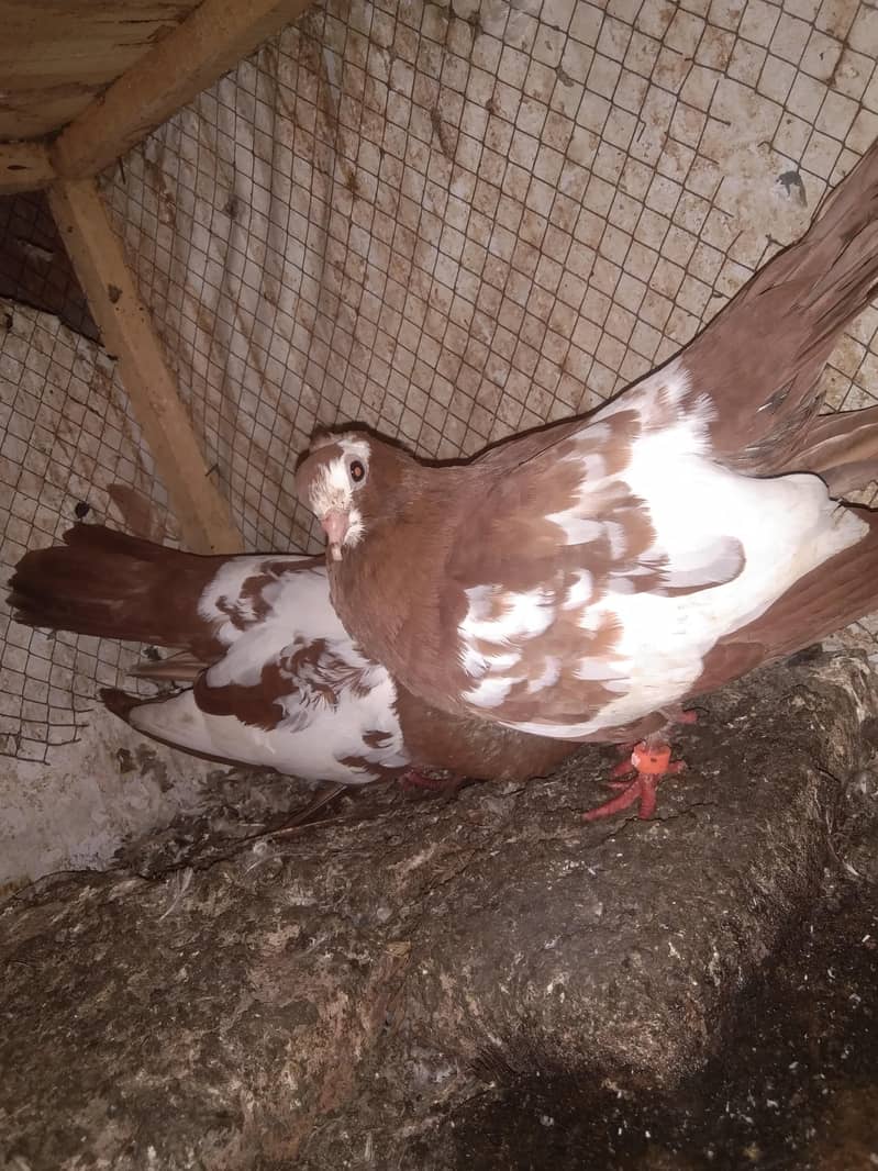 khal pigeons 4
