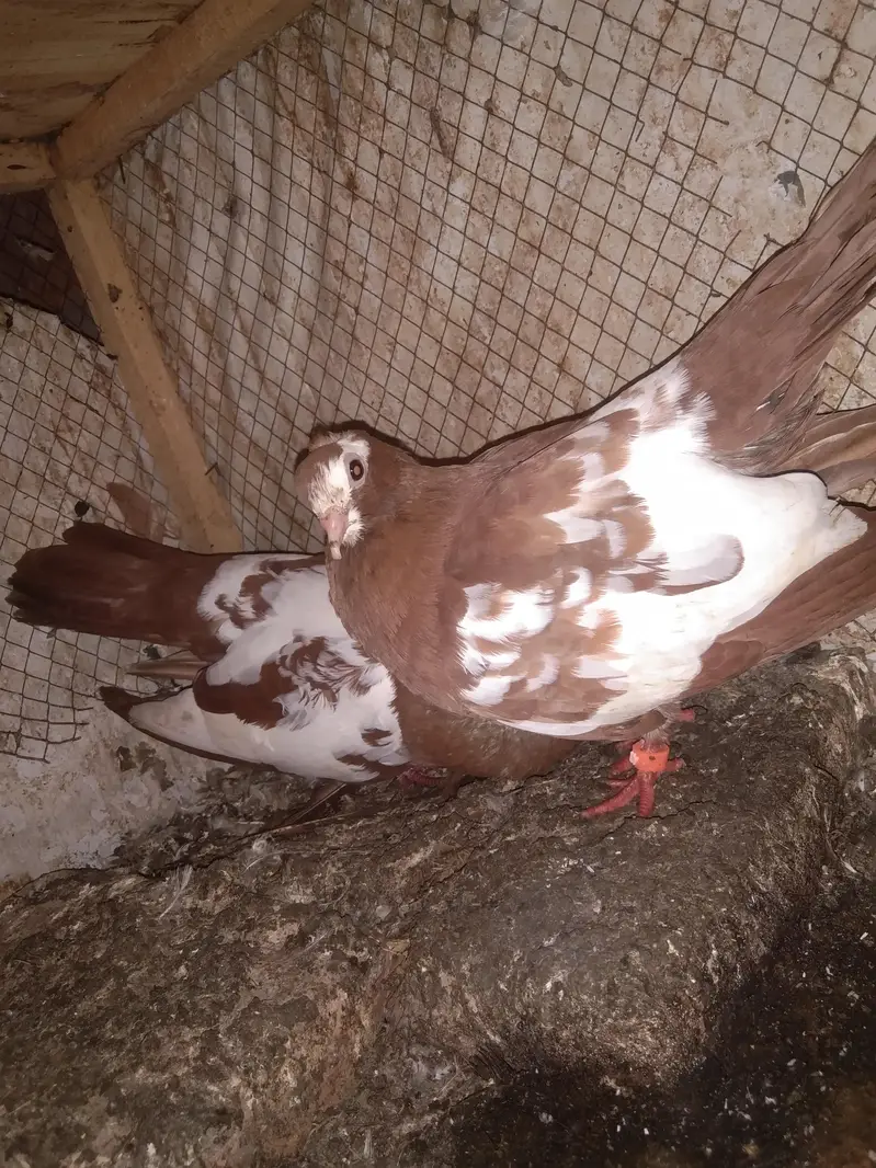 khal pigeons — photo 5