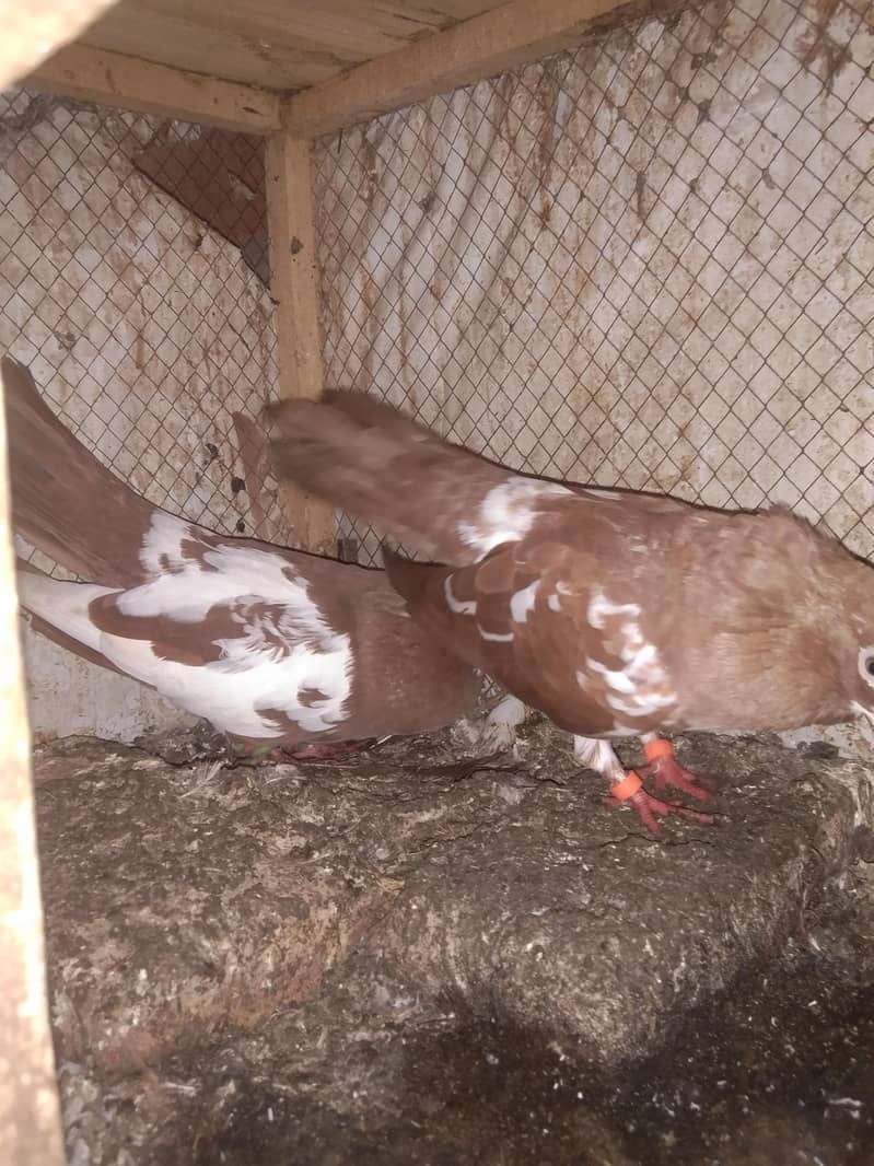 khal pigeons 5