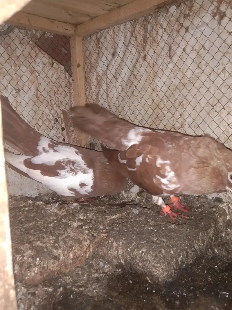 khal pigeons — photo 6