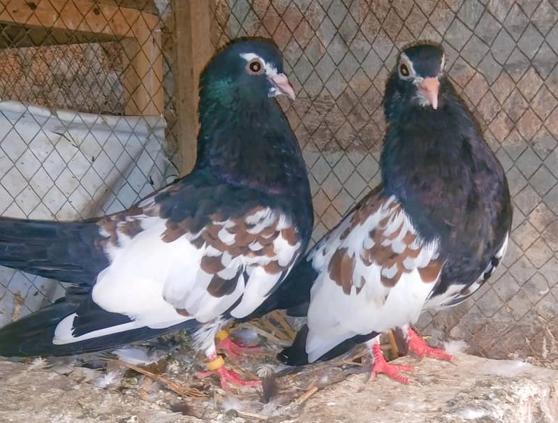 khal pigeons 6