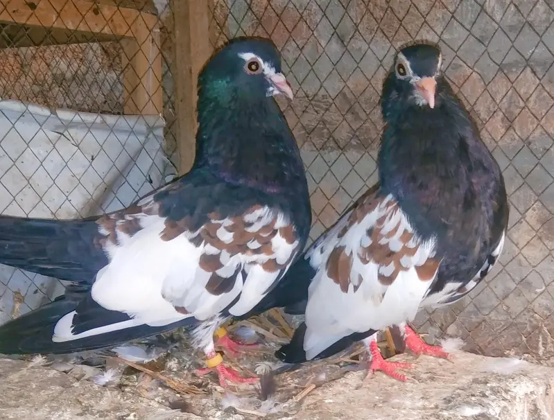 khal pigeons — photo 7