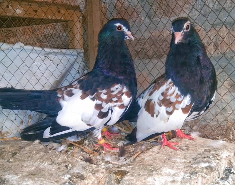 khal pigeons 7