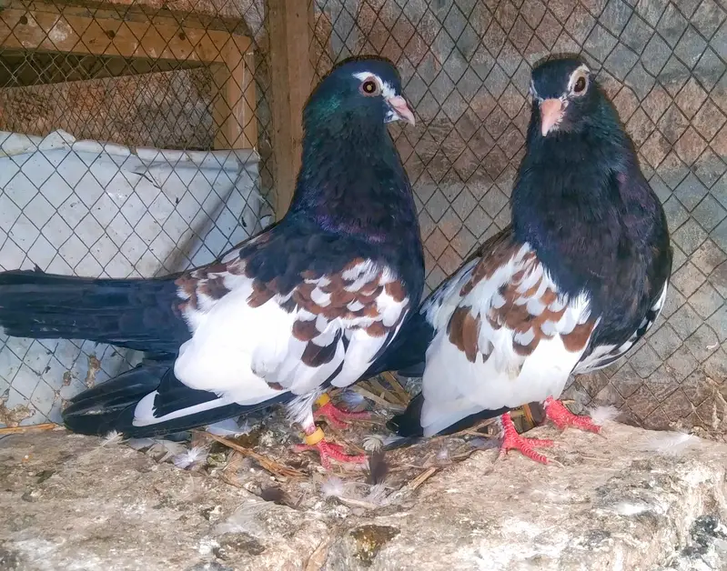 khal pigeons — photo 8
