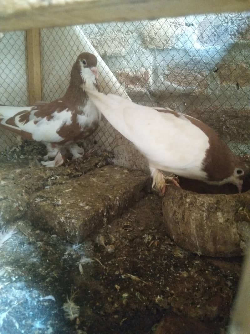 khal pigeons 8