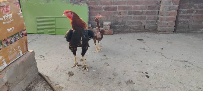 Aseel hens for sale