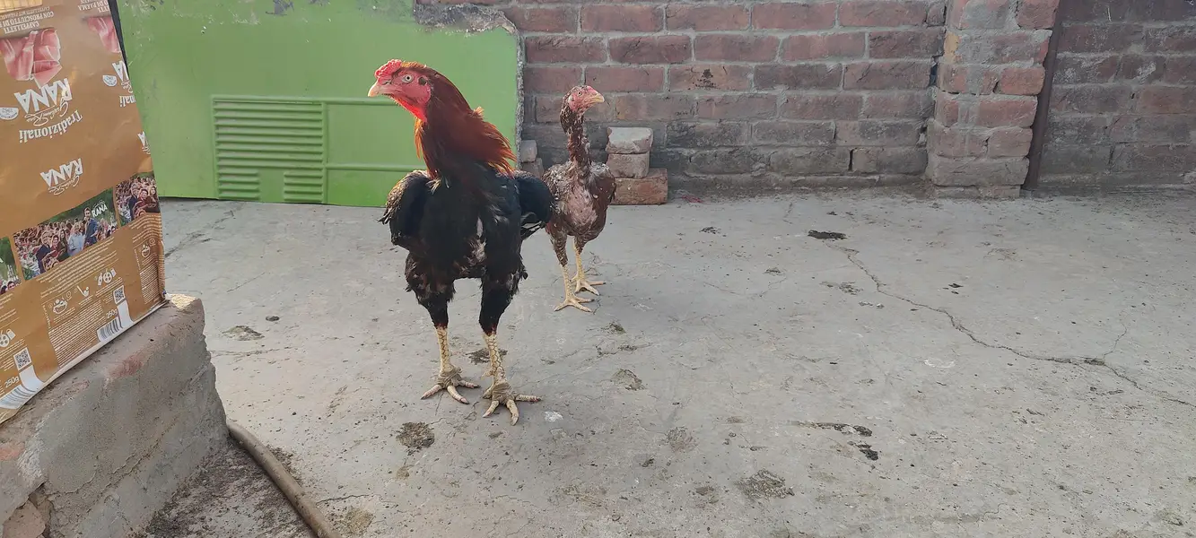 Aseel hens for sale — photo 3