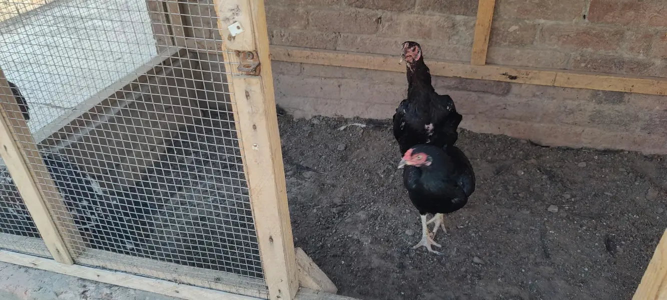 Aseel hens for sale — photo 4