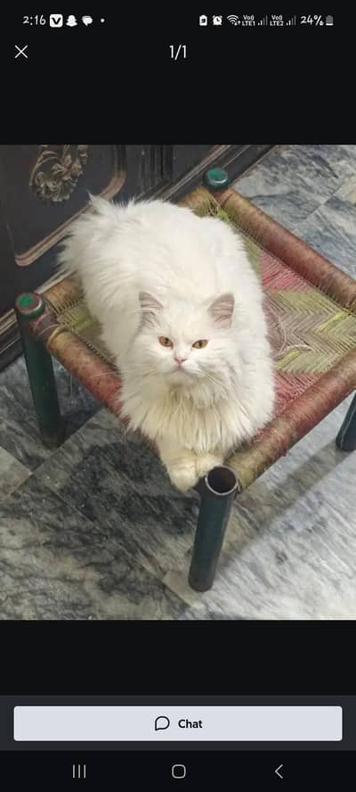 healthy and Active Cat