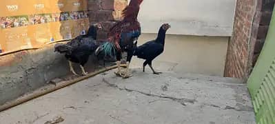 Aseel hens for sale