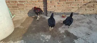 Aseel hens for sale — photo 2