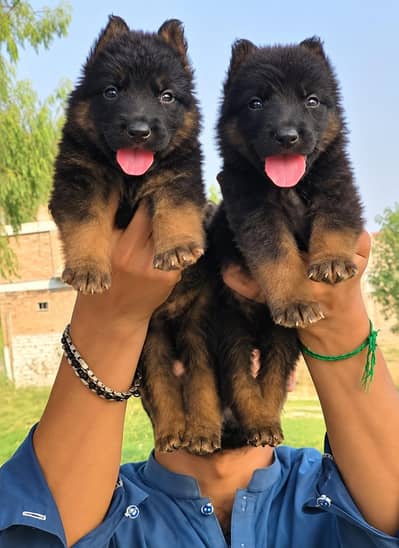 German Shepherd double coat Jodi  for sale